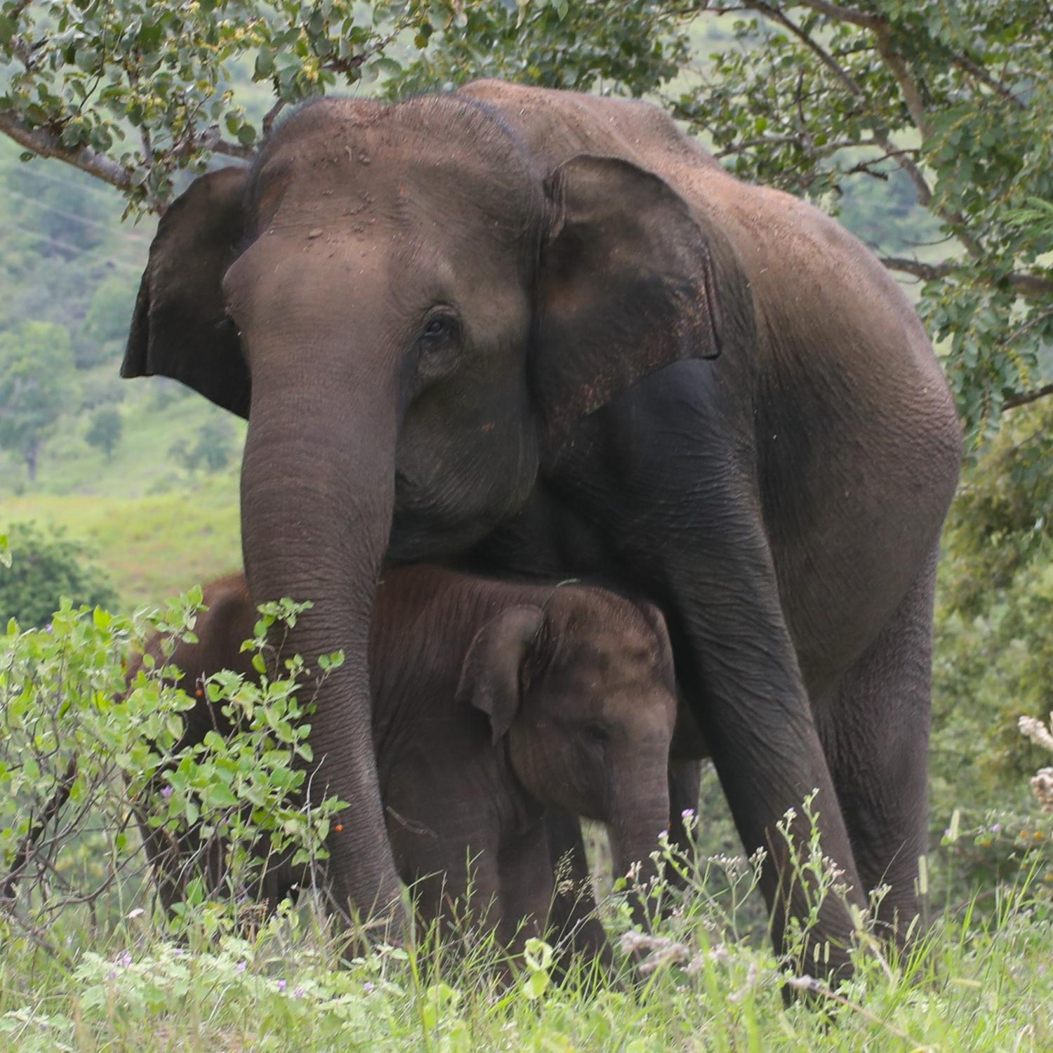 two asian elephants in native range