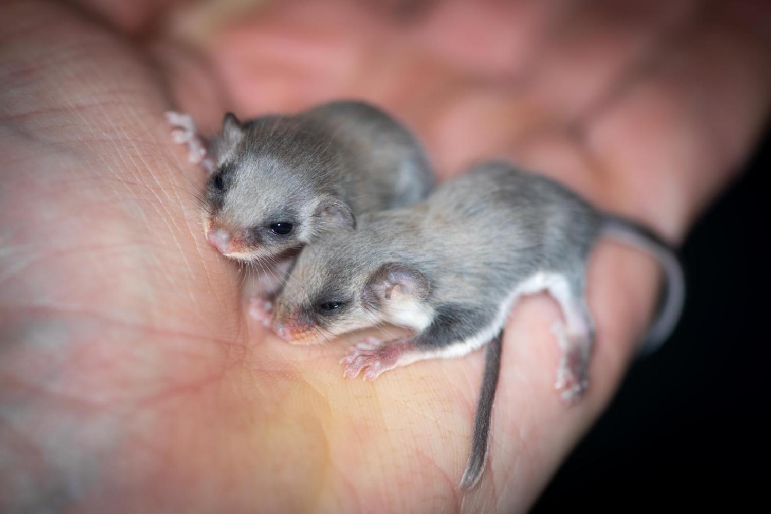 Feathertail Glider Joeys