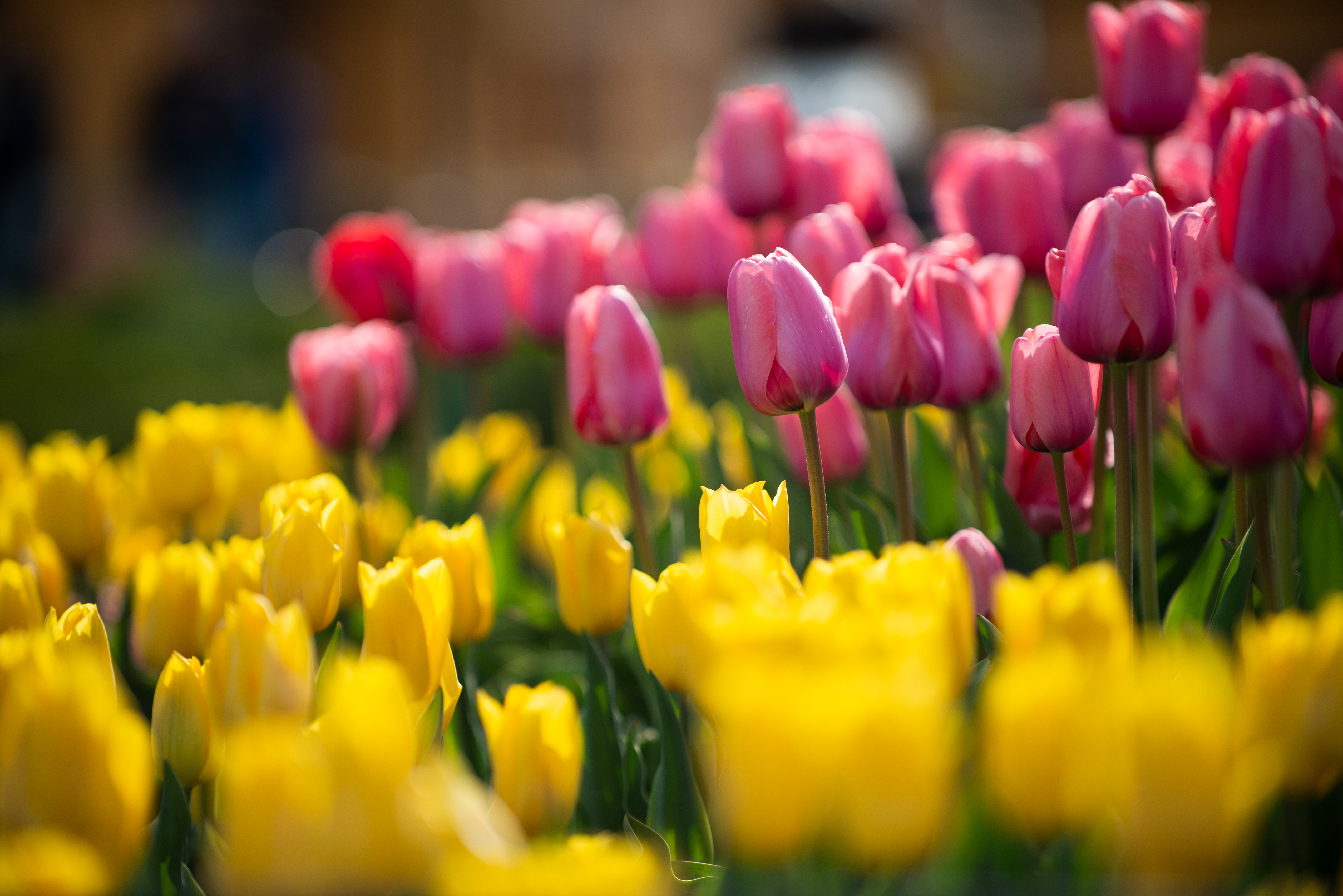 tulips, pink and yellow