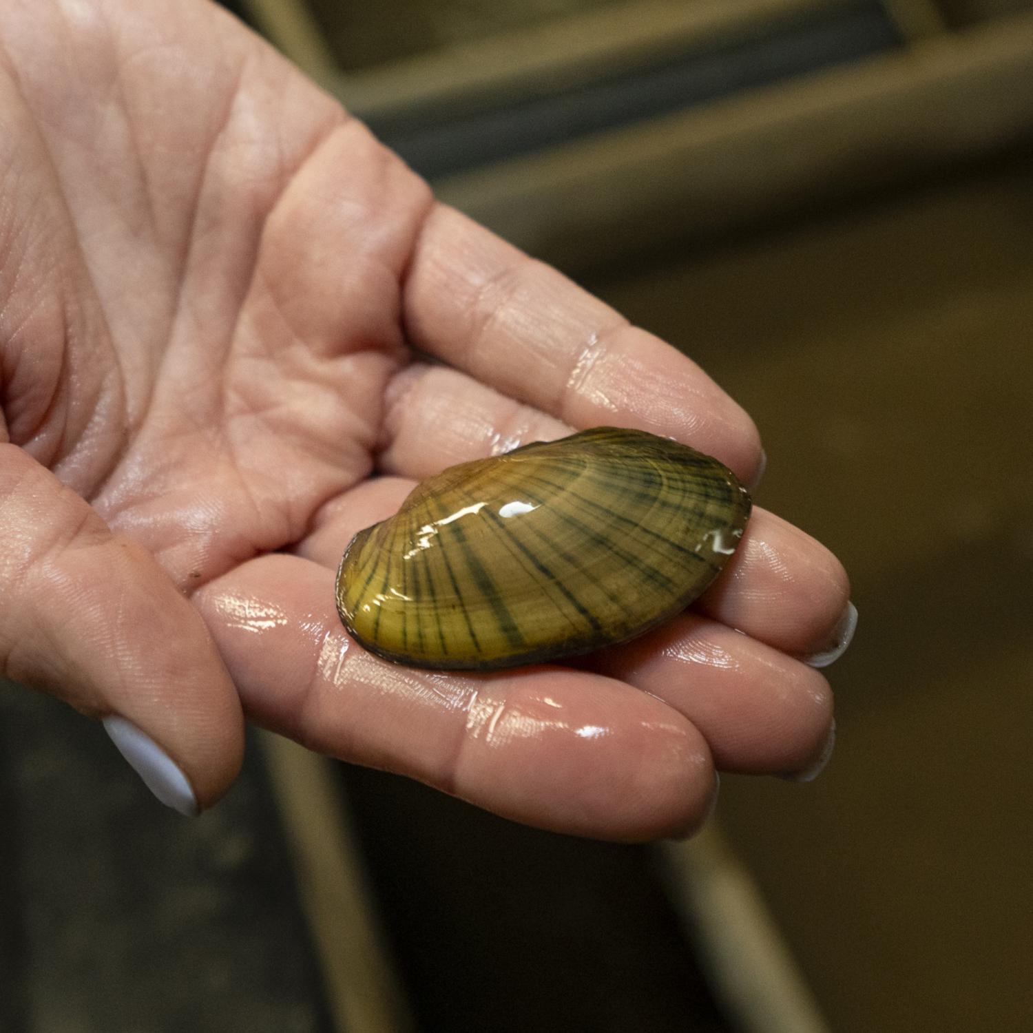 mussel in hand