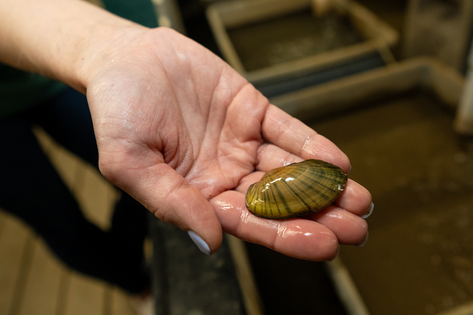 mussel in hand