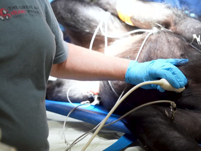 Bonobo undergoing cardiac monitor implantation