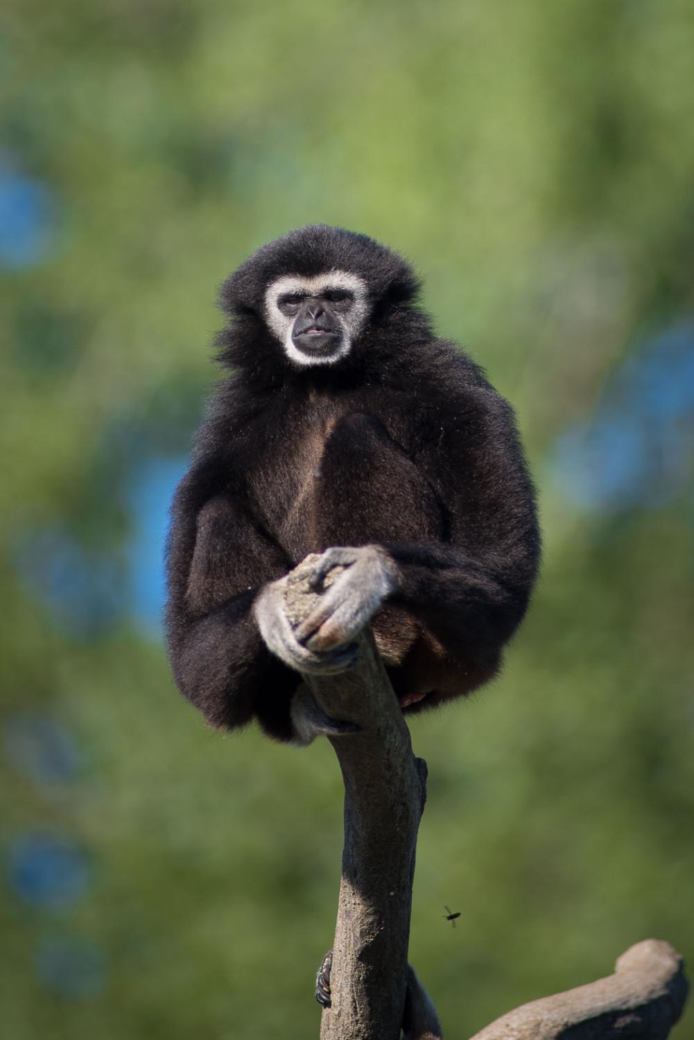 Gibbon