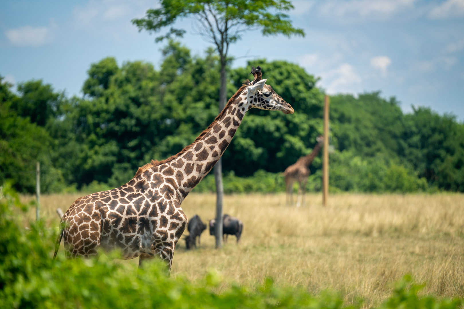 giraffe in zoo savanna