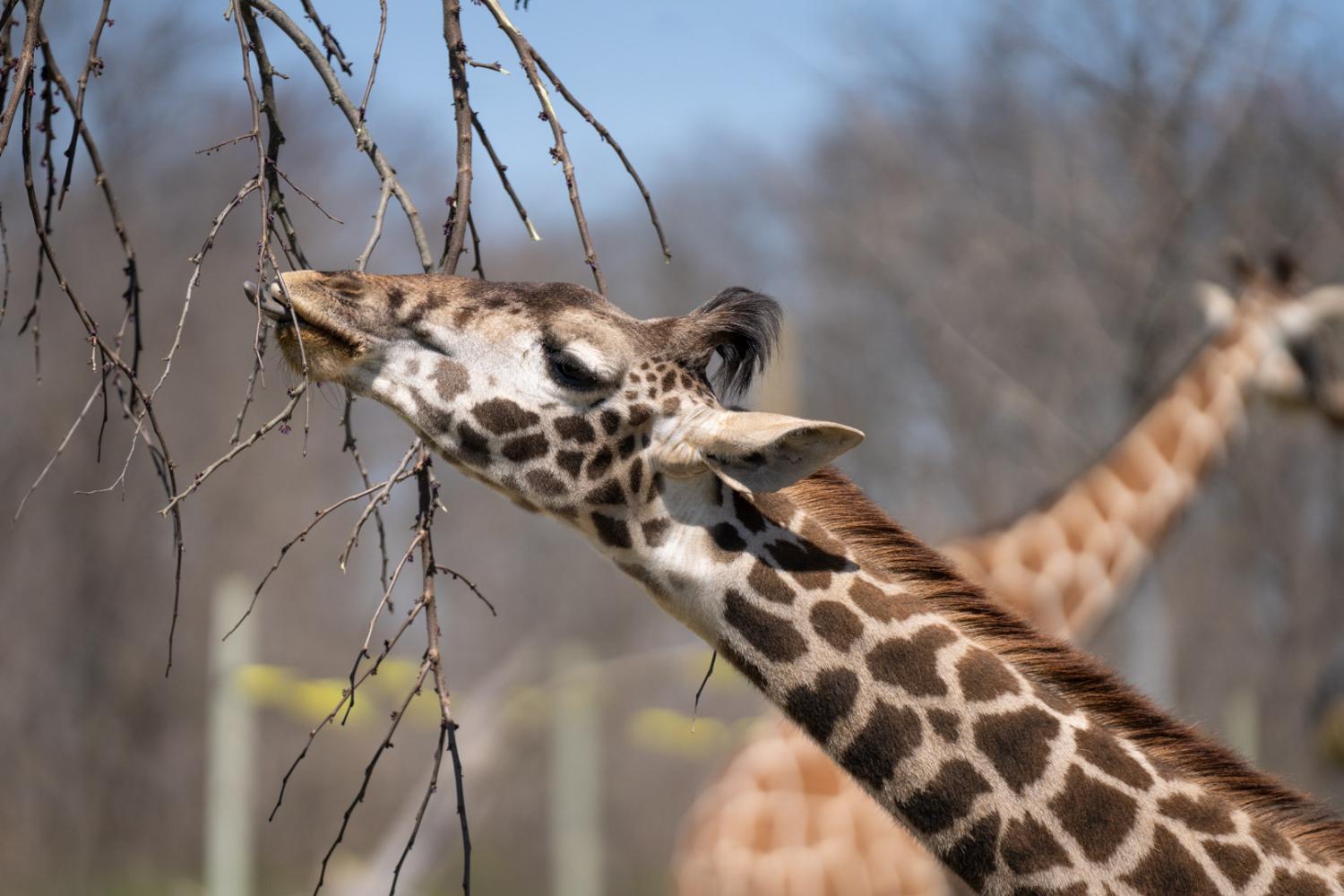 giraffe eating browse