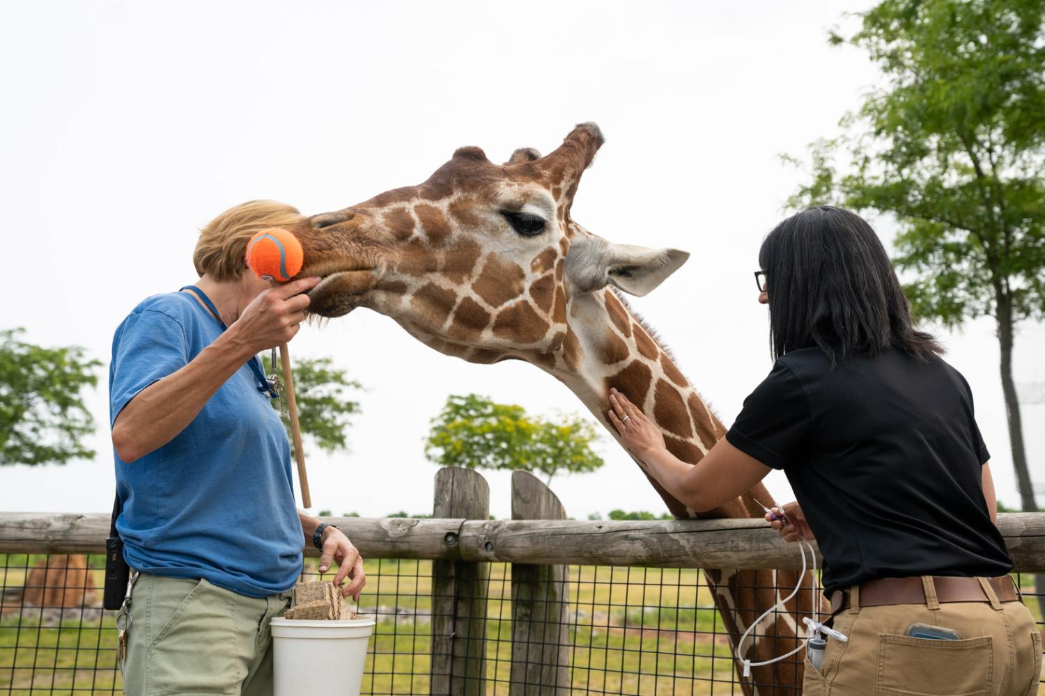 giraffe and care team