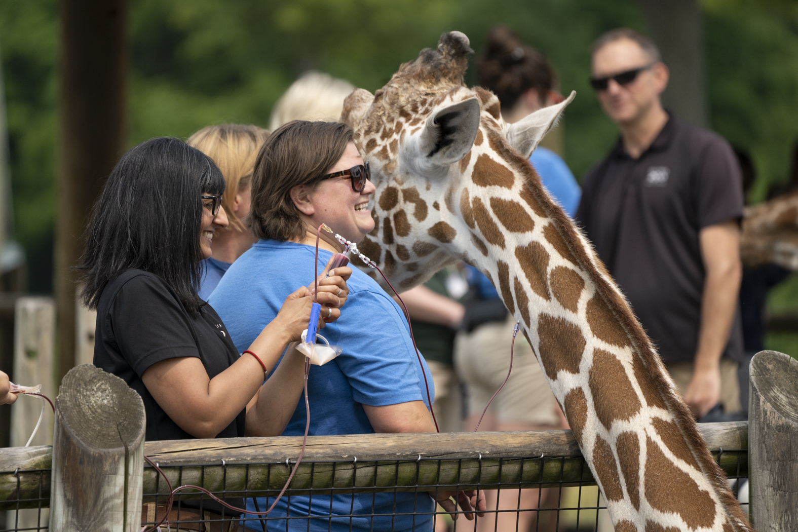 blood draw on giraffe