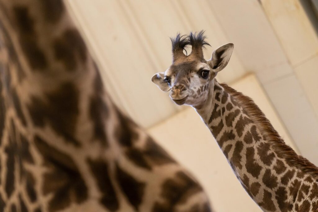 Giraffe calf