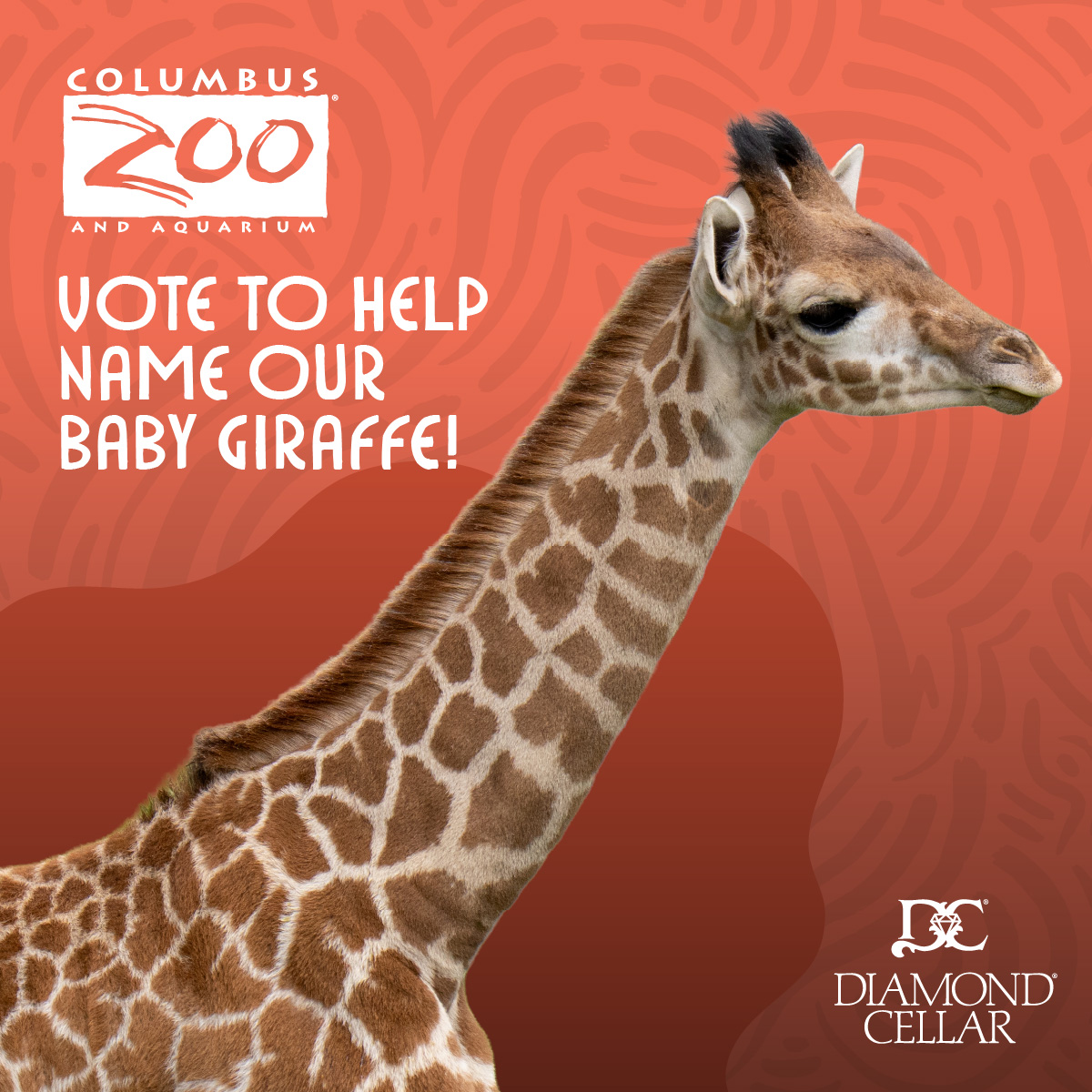baby giraffe featured in naming contest