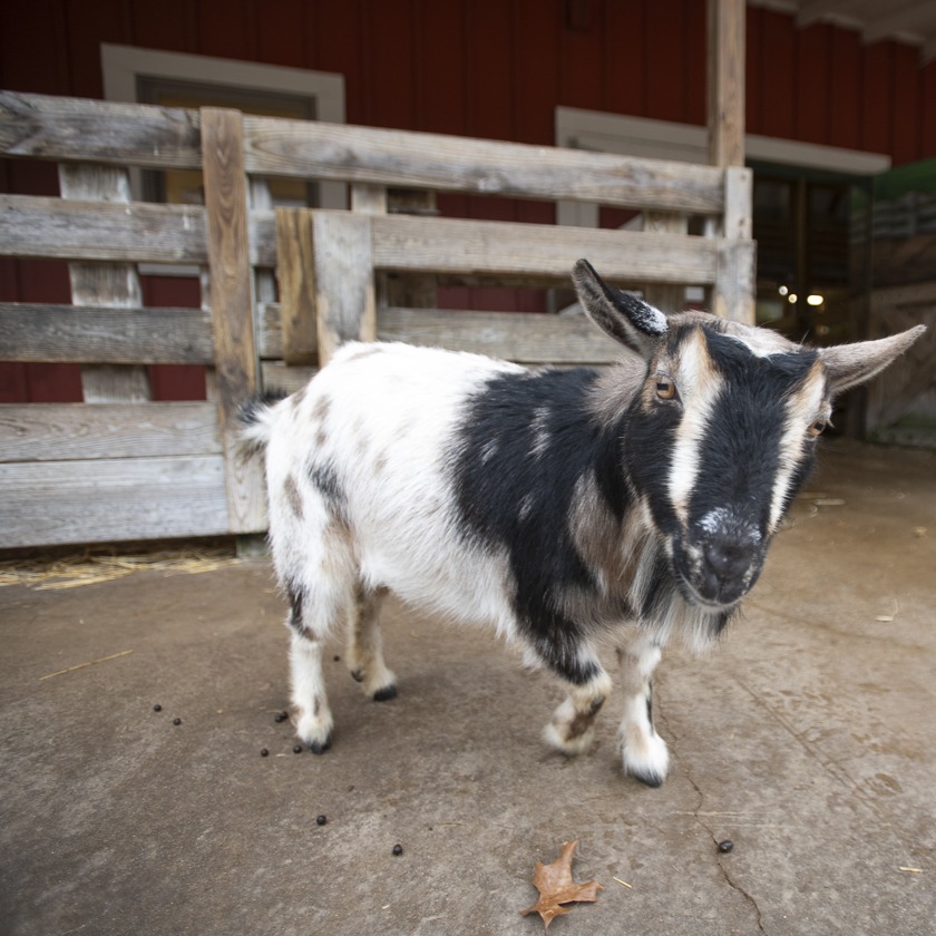 goat at barn