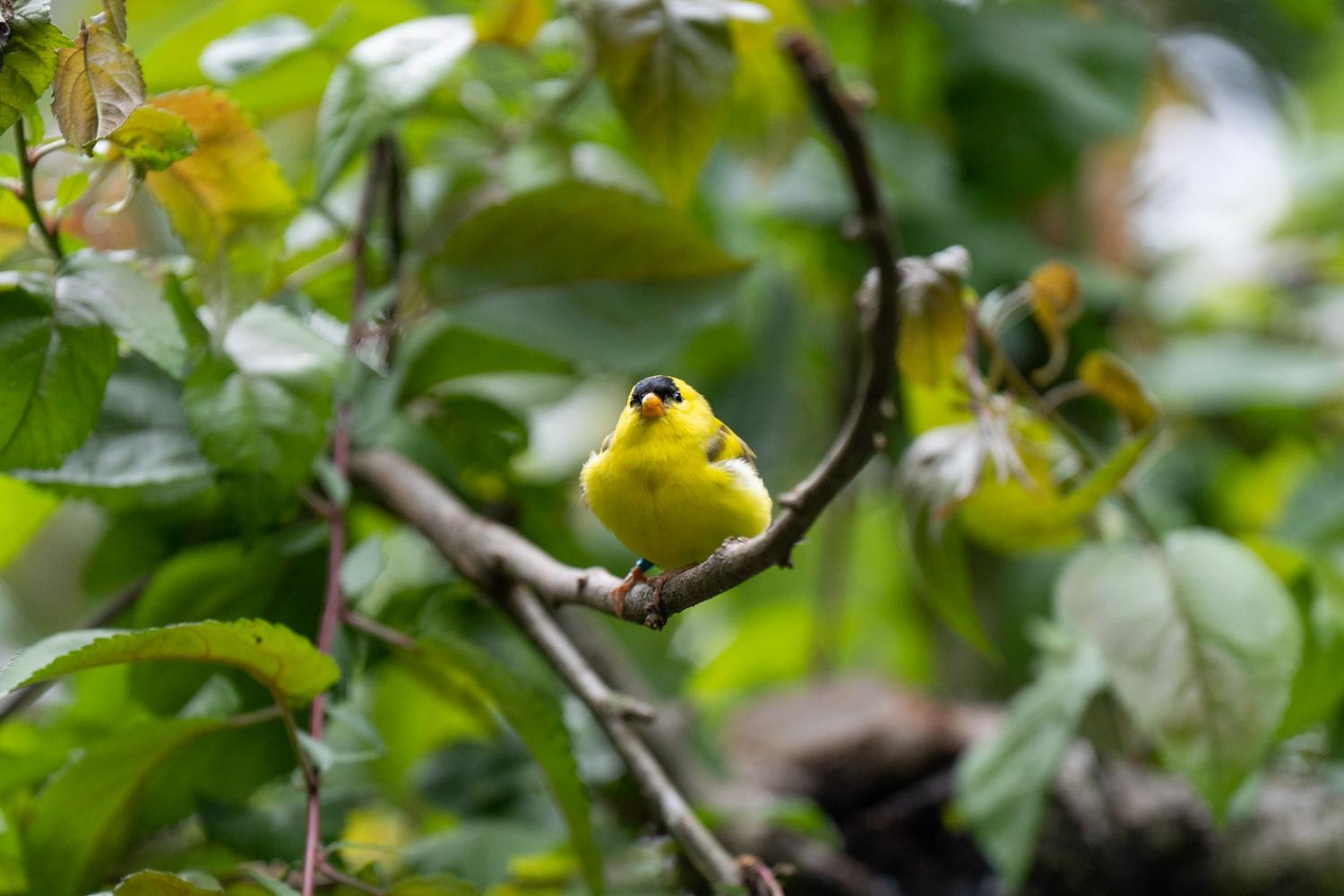 yellow bird on tree branch