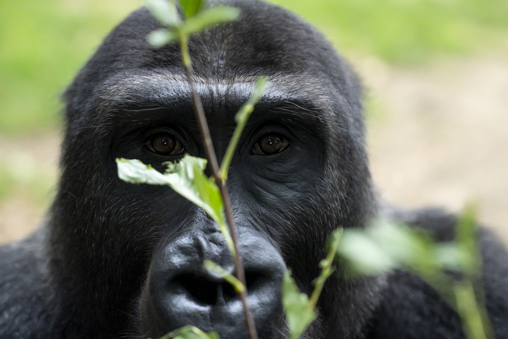 gorilla at the columbus zoo