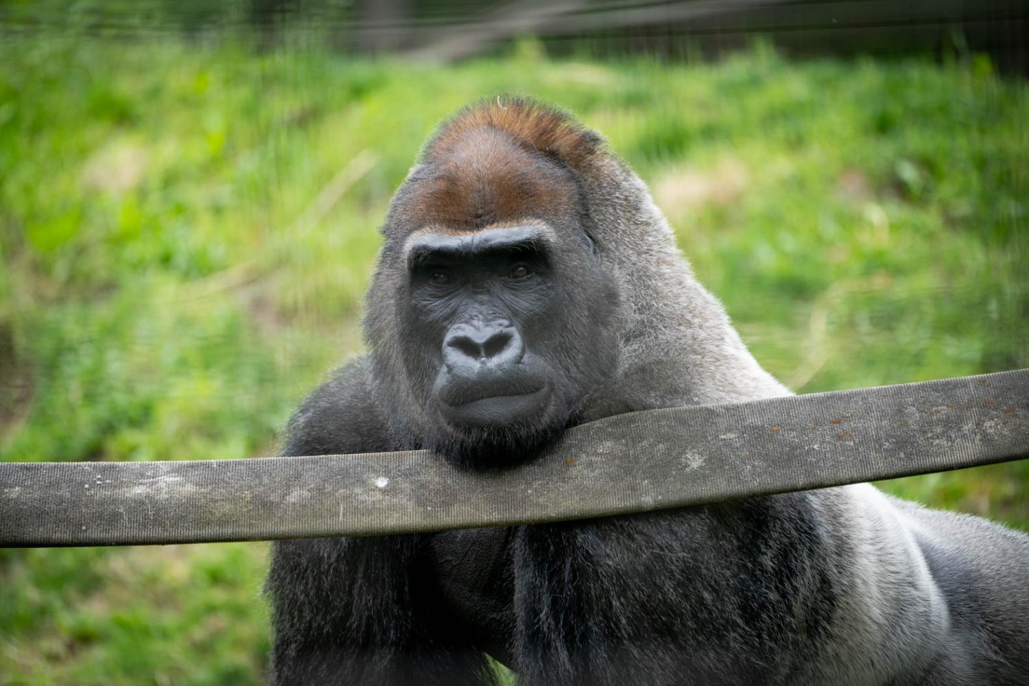 gorilla enjoying habitat