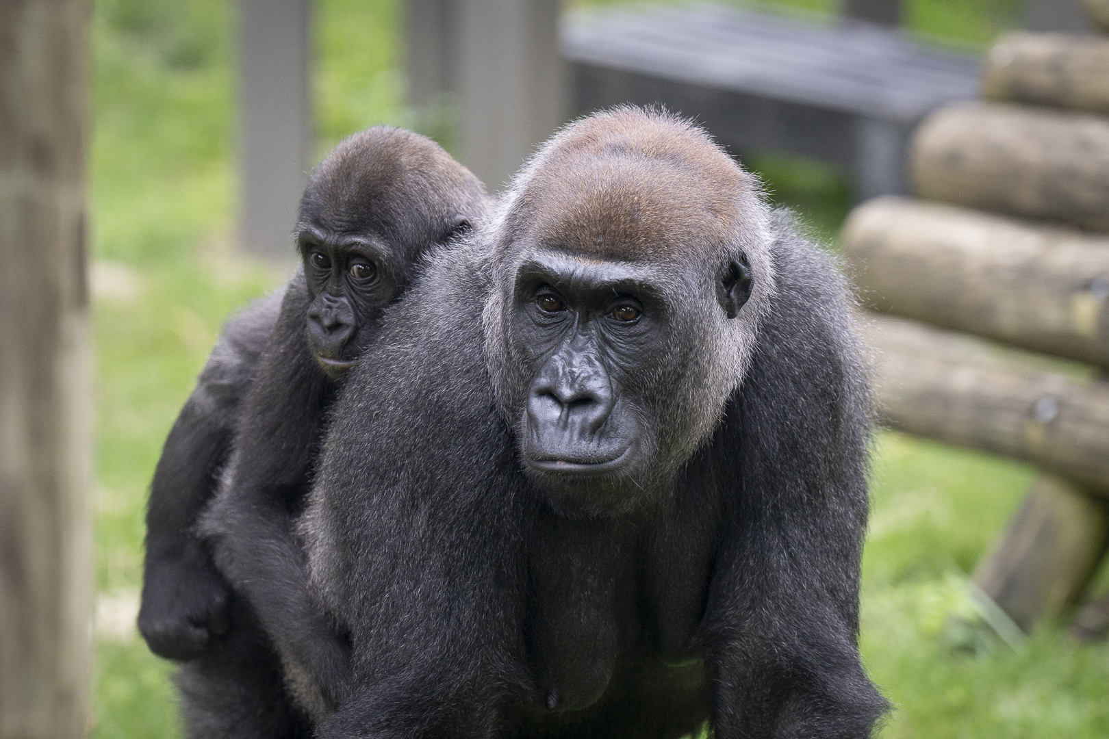 mother gorilla with baby on back