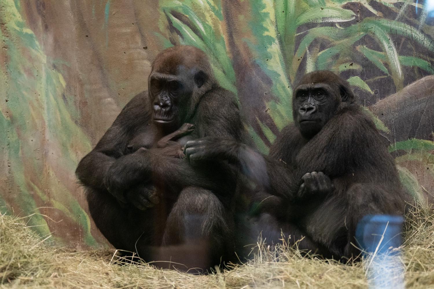 three gorillas