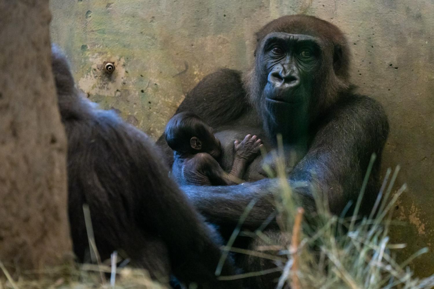 gorilla holding baby