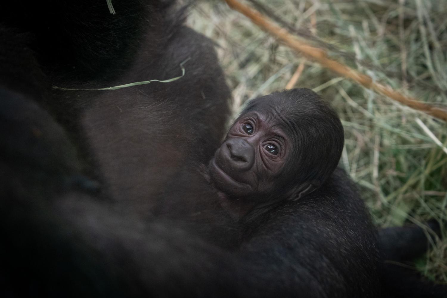 baby gorilla