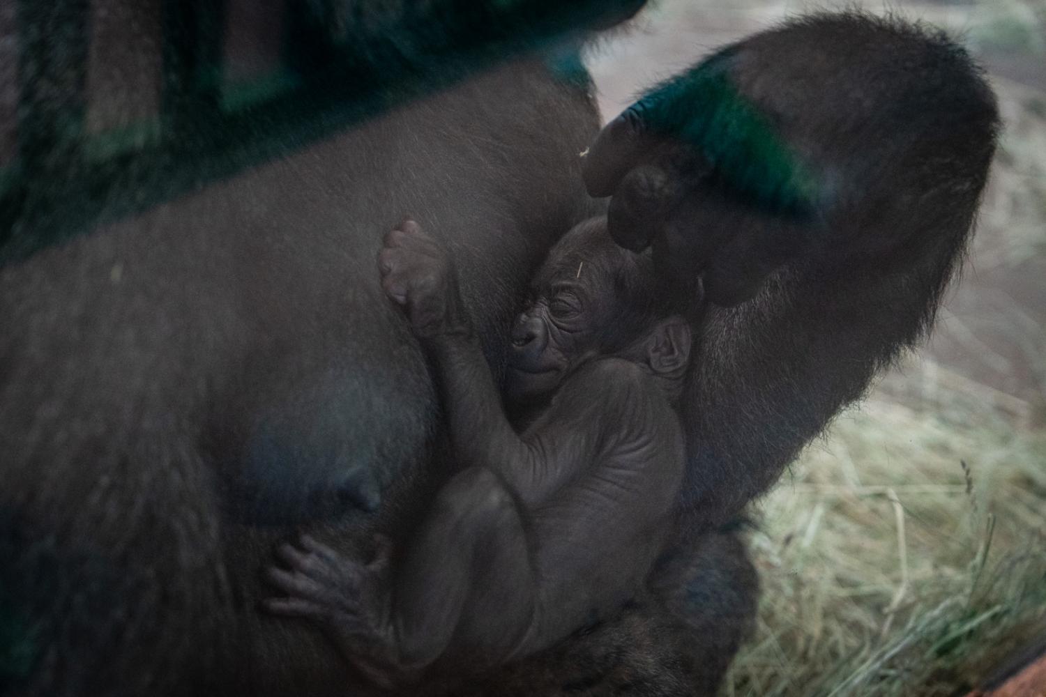 sleeping baby gorilla