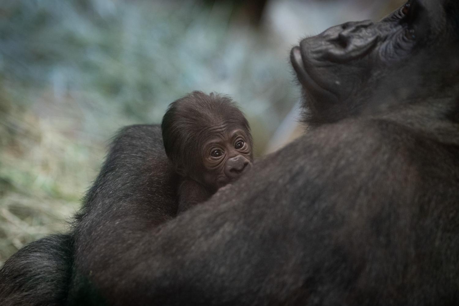 mother gorilla holding baby