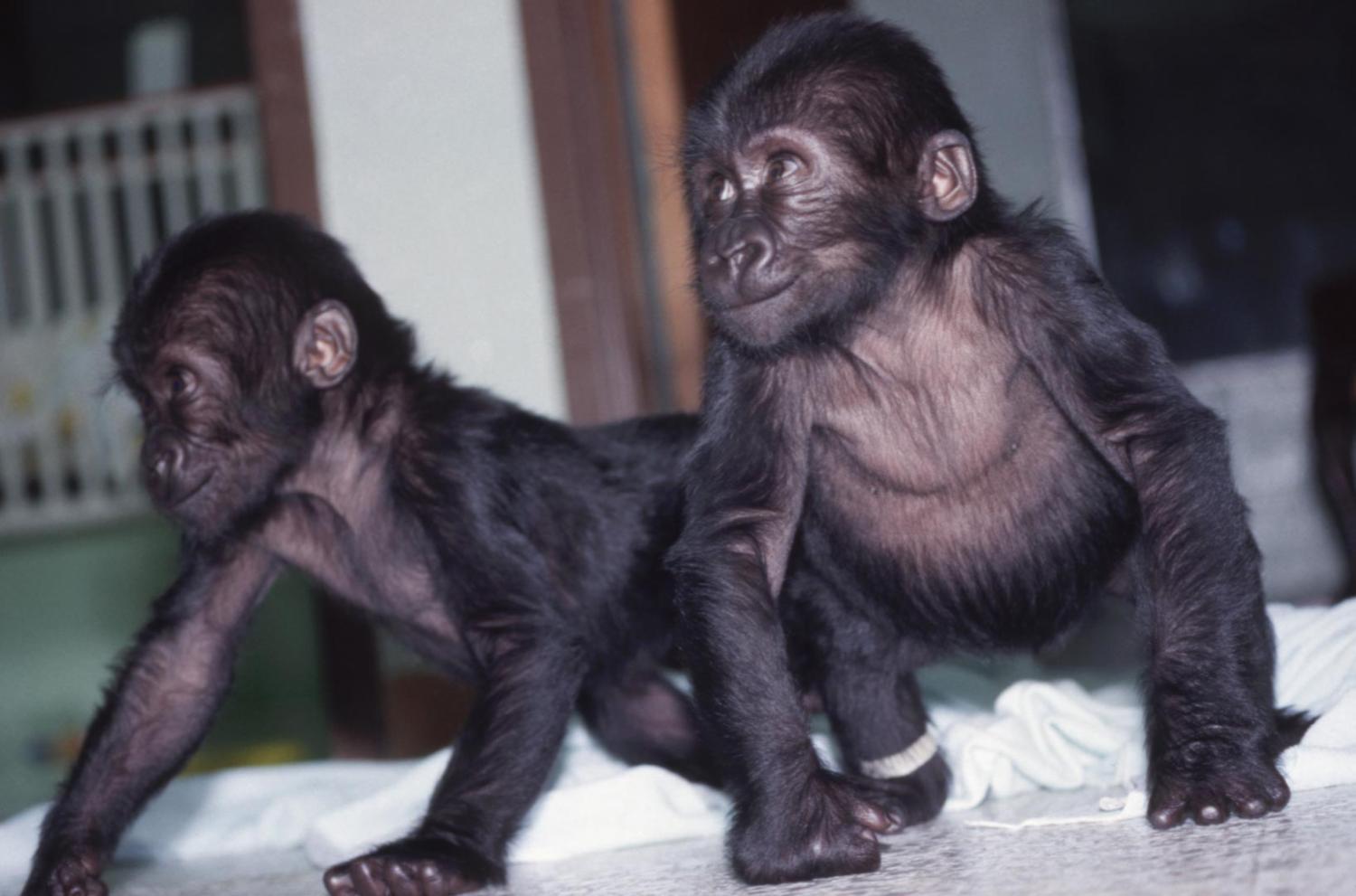 two gorilla babies