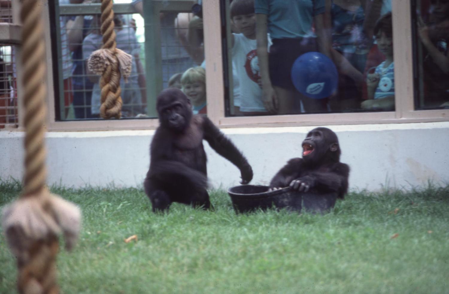 gorillas at zoo habitat