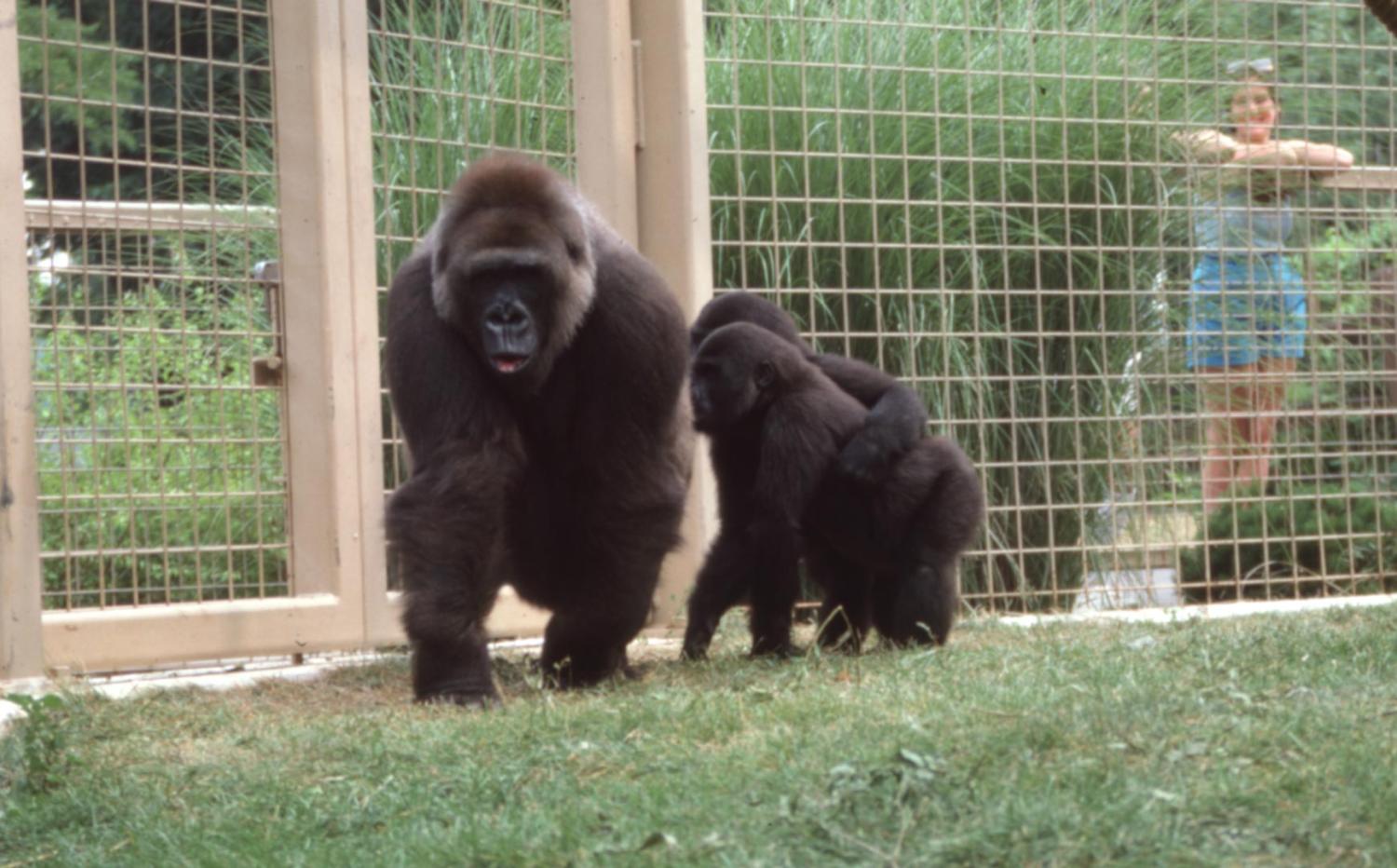 gorillas in zoo habitat
