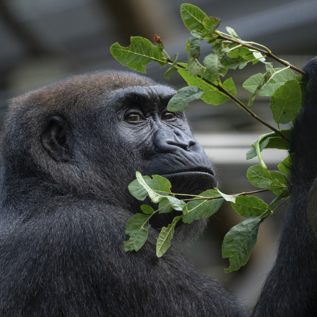 gorilla holding branch with leaves