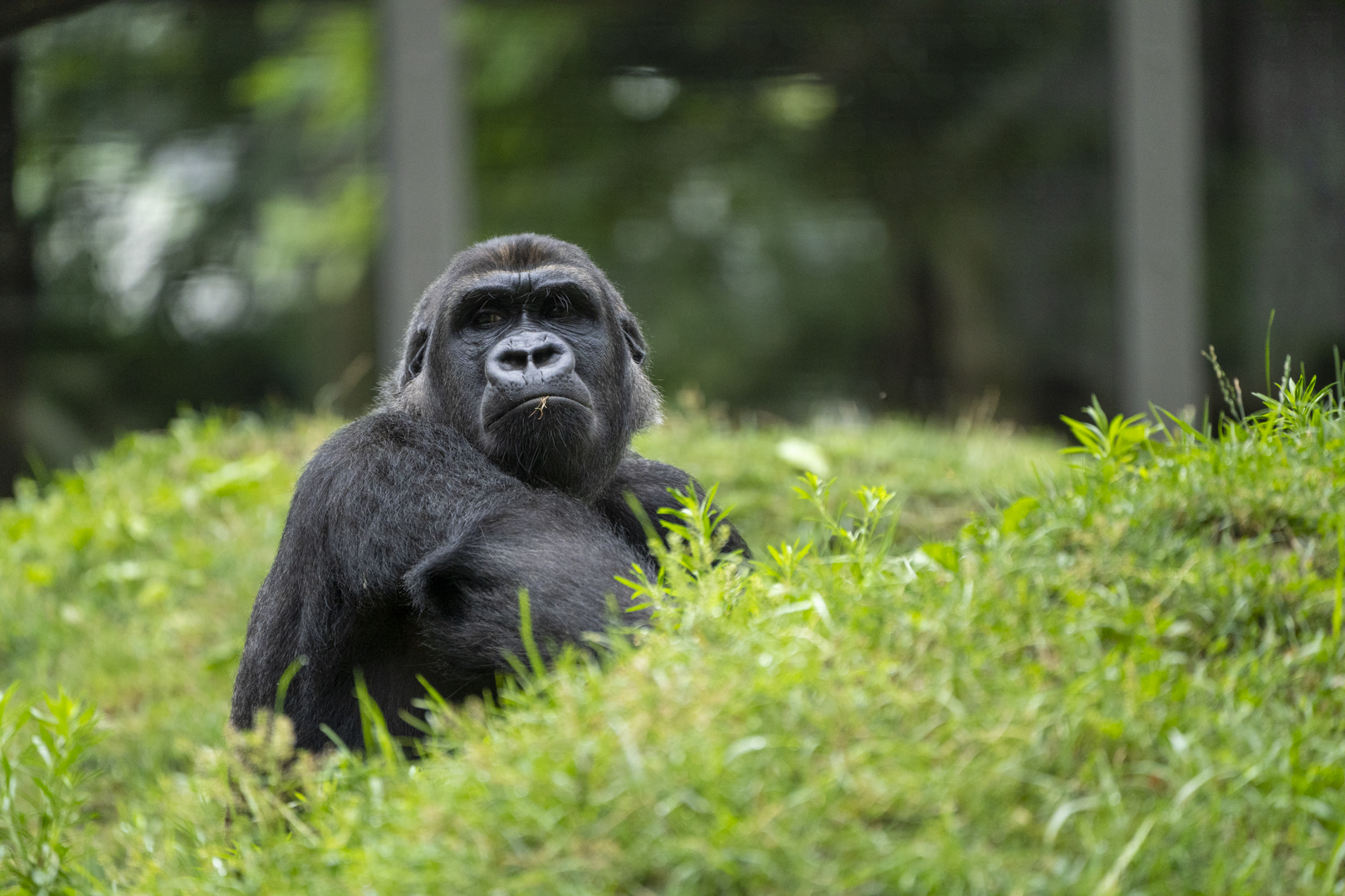 Gorilla resting in grass at the Columbus Zoo