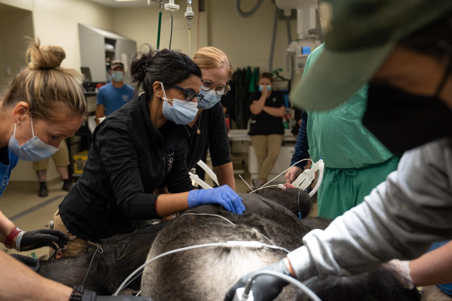 Ktembe, Gorilla, undergoing implantation