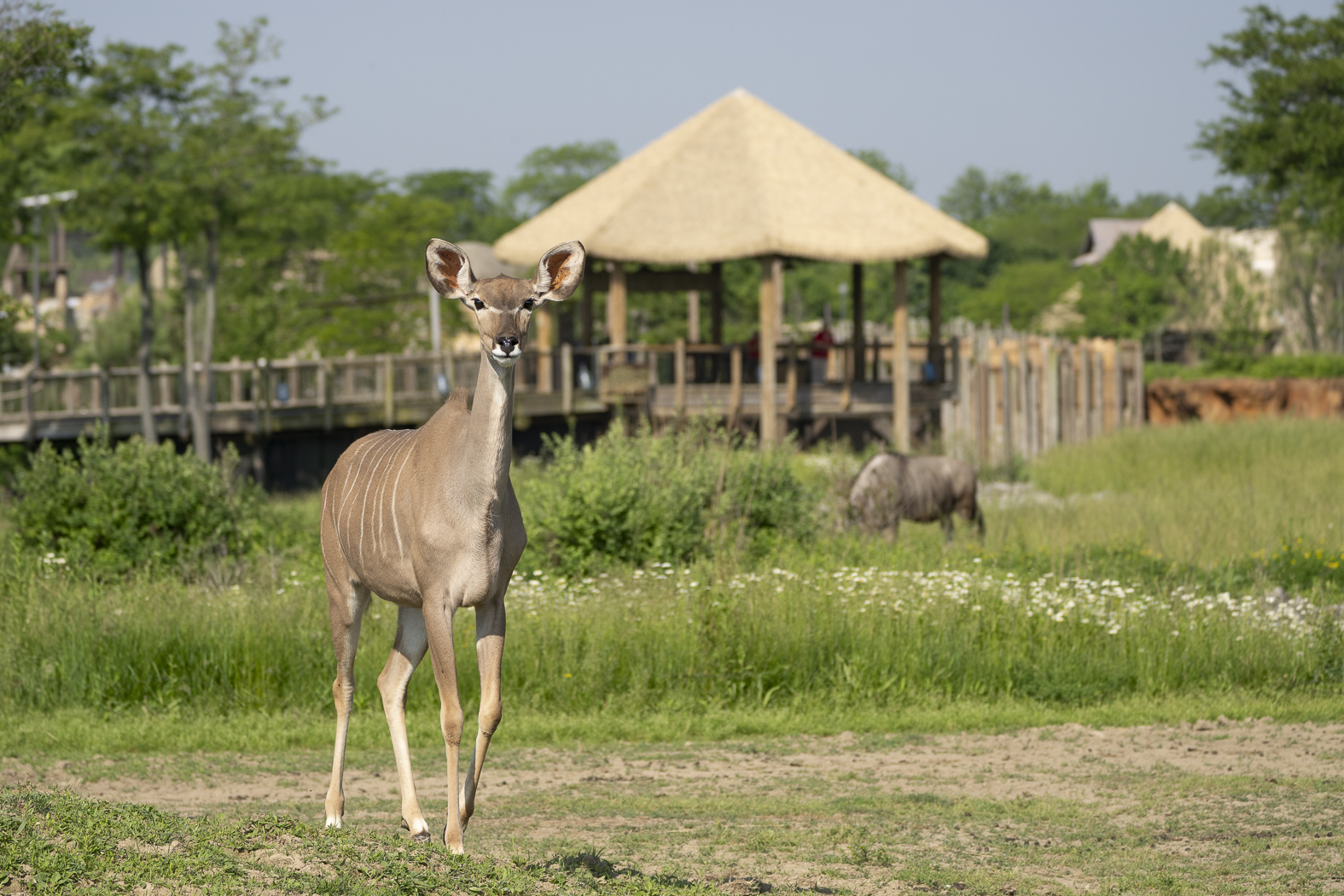 kudu on savanna