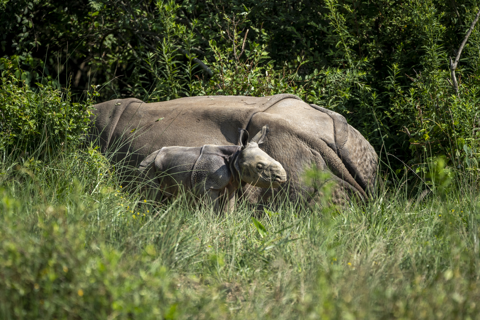 mother rhino and baby at The Wilds