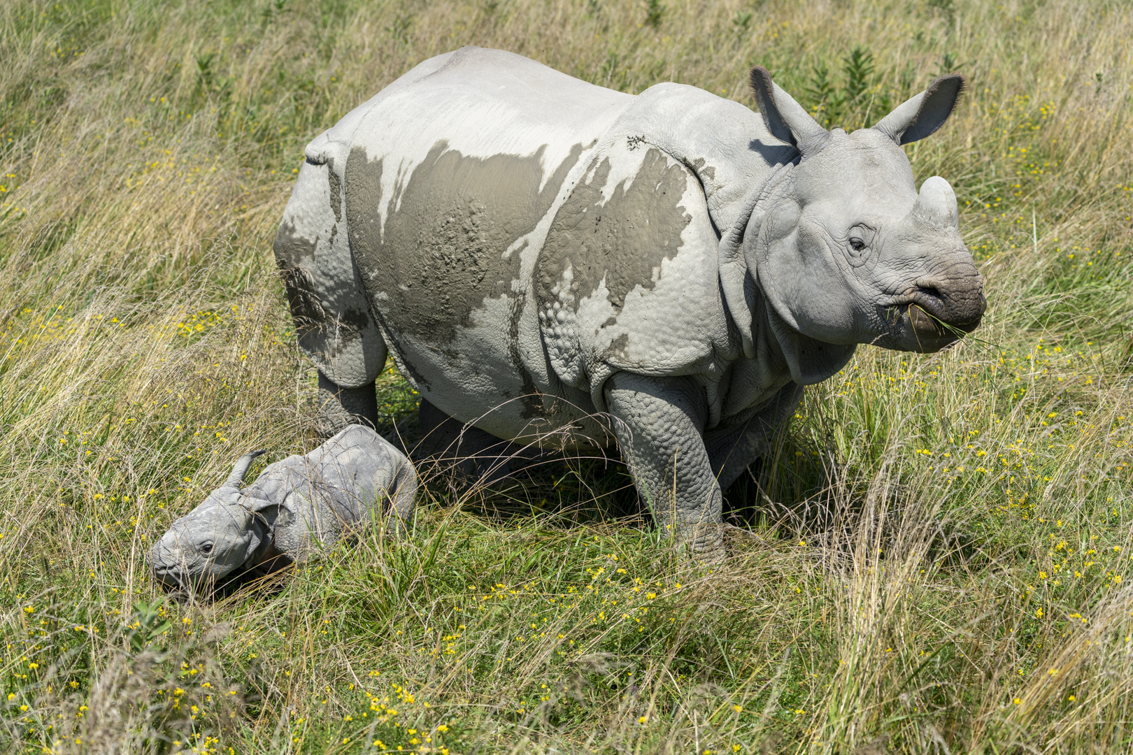 mother rhino with baby at The Wilds