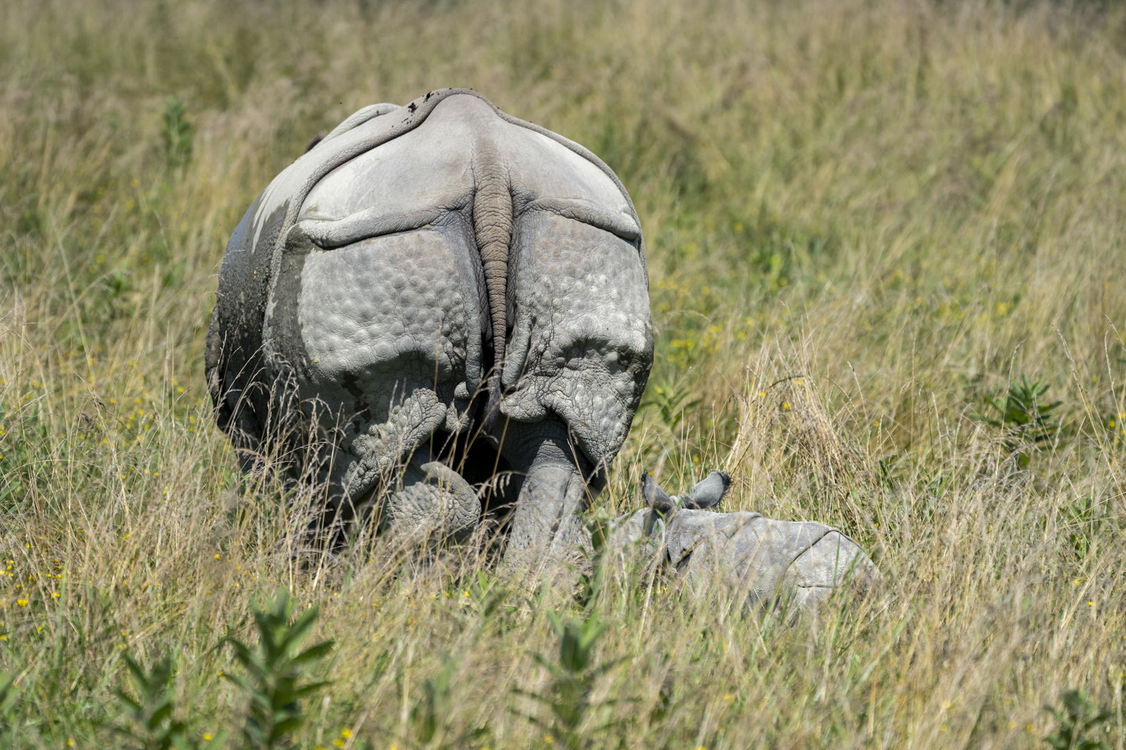 mother rhino and baby at The Wilds