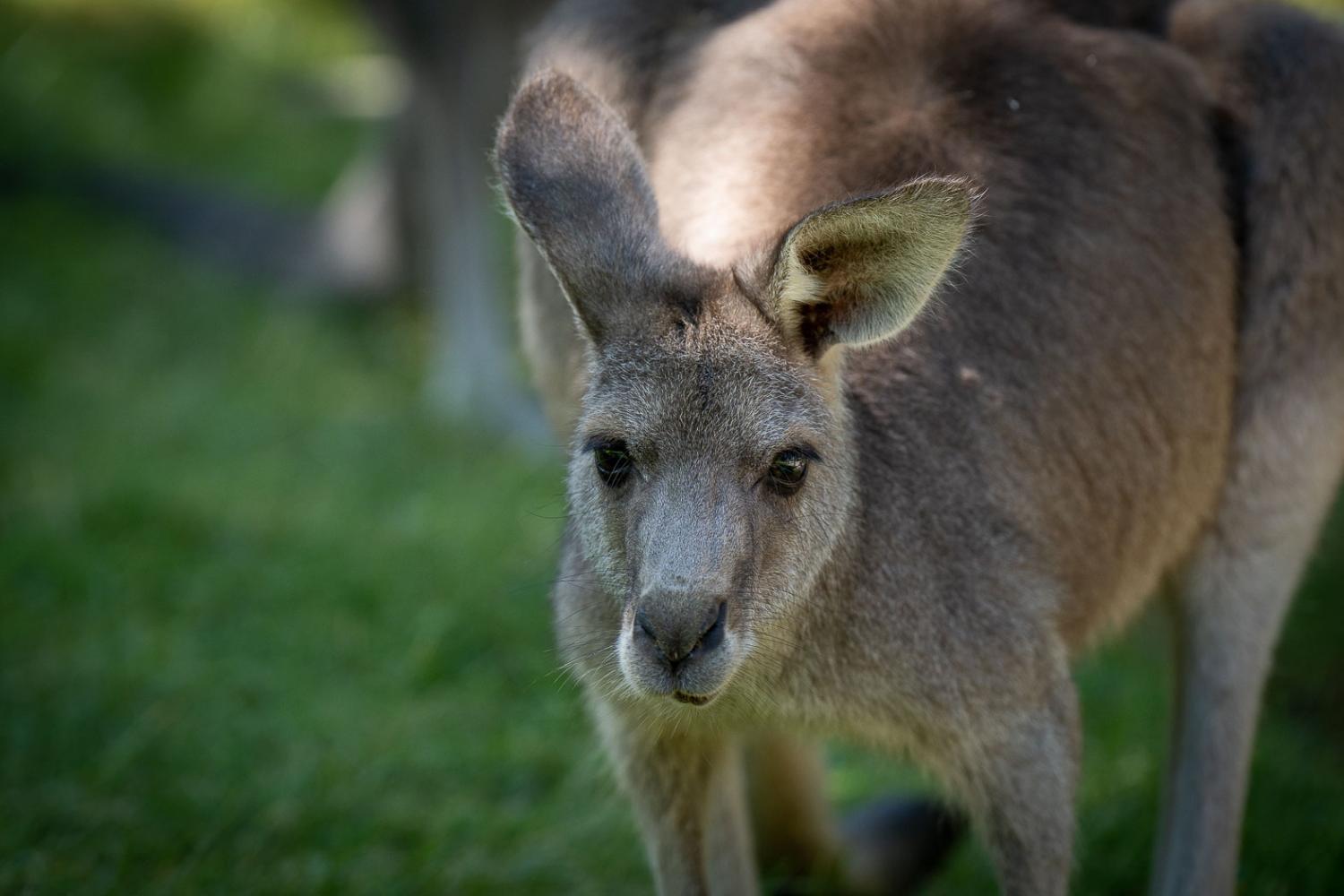 Kangaroo on grass