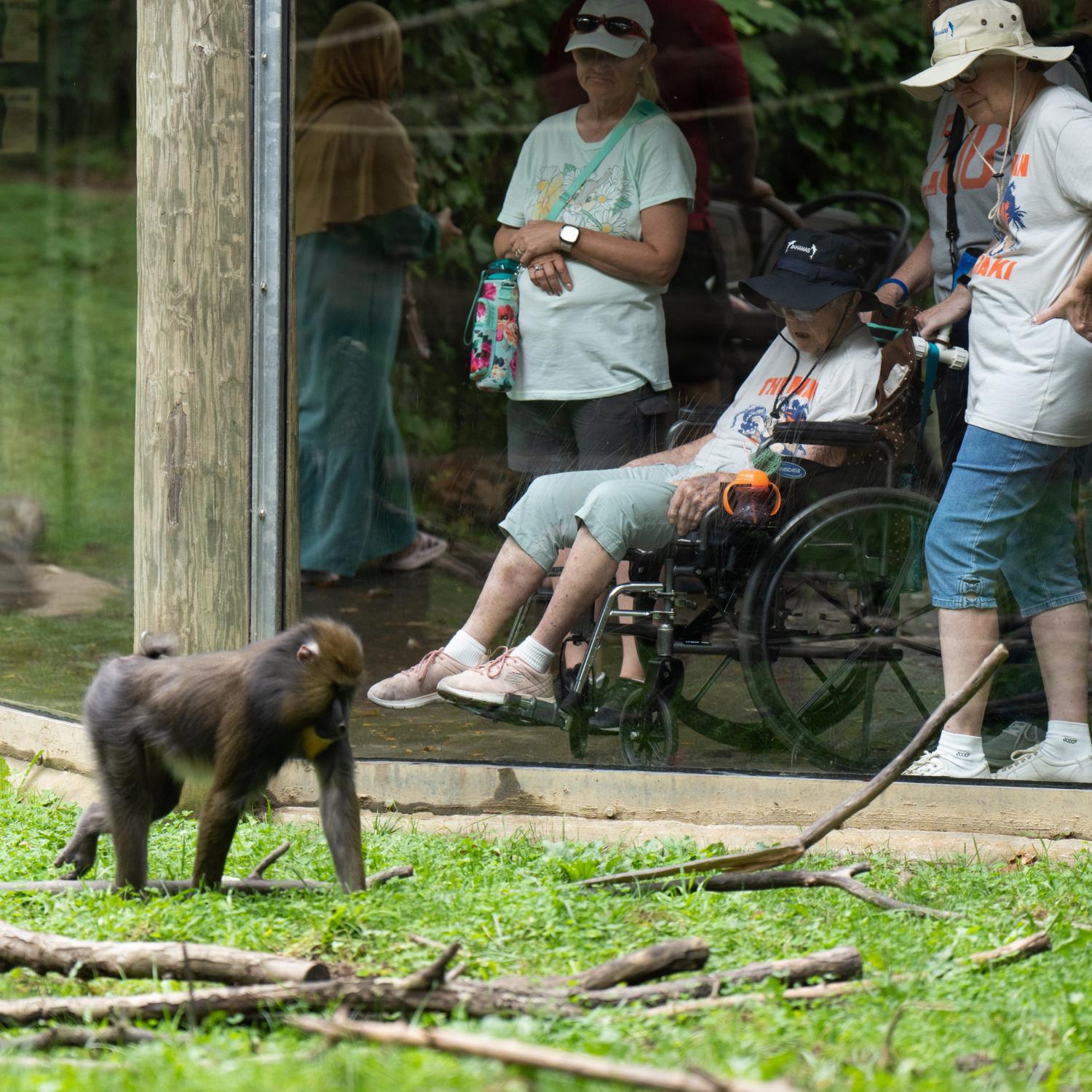 guests watching mandrill