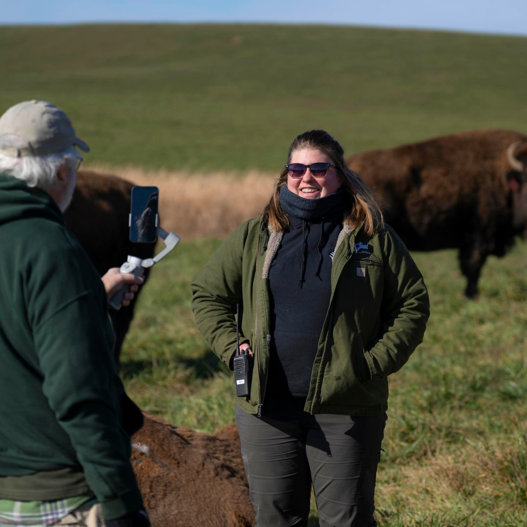 Vet in field with bison