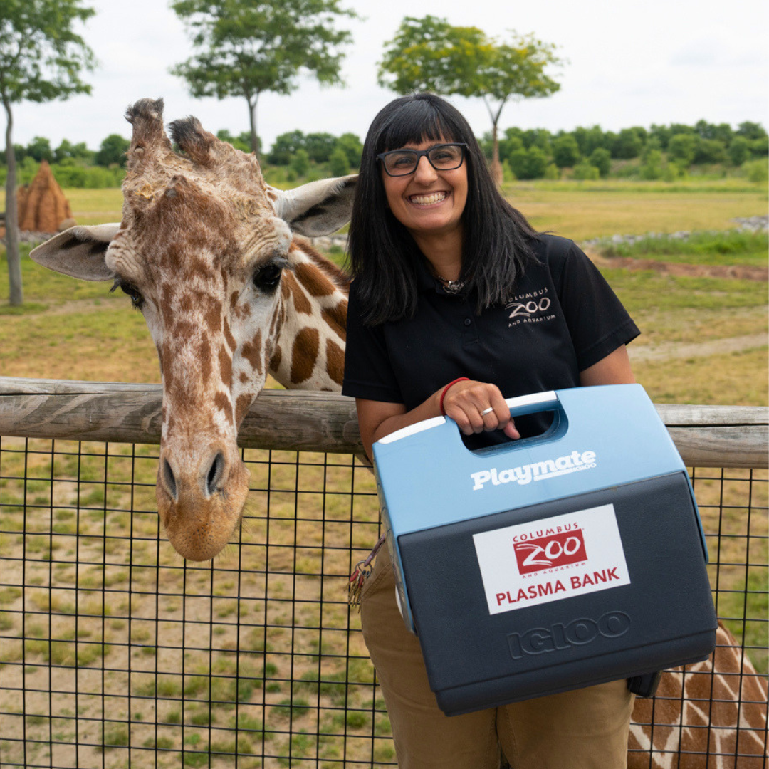 vet posing next to giraffe while holding cooler