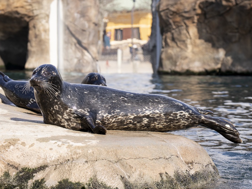 seal on rock