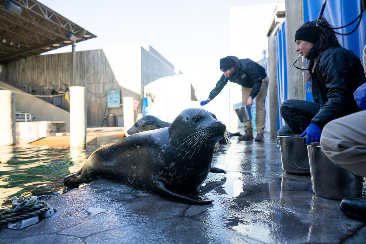 harbor seal