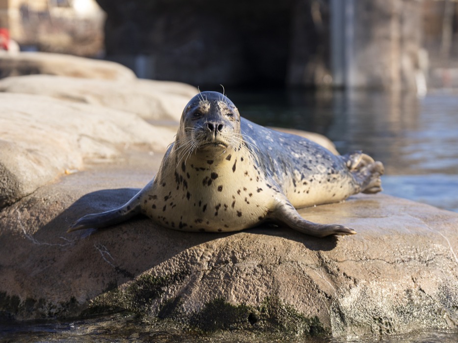 seal on rock