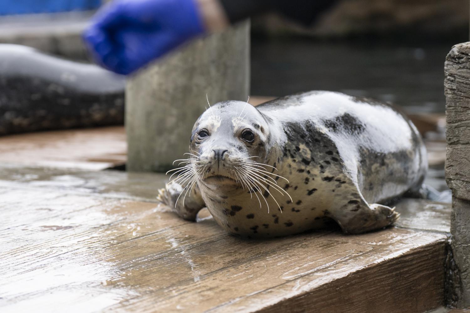 harbor seal