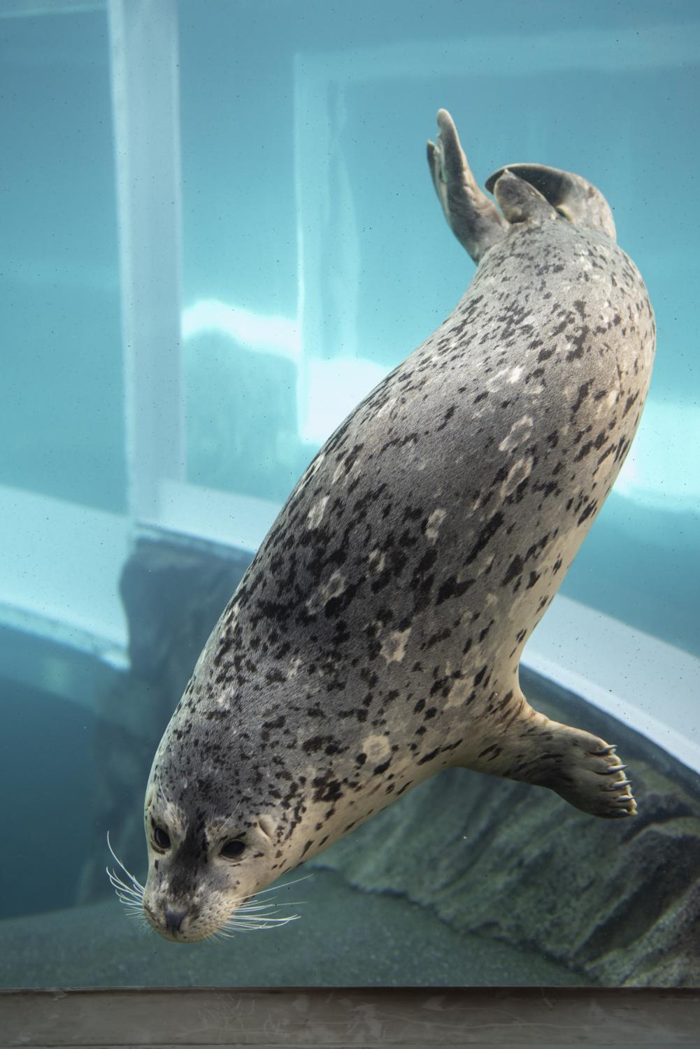 harbor seal