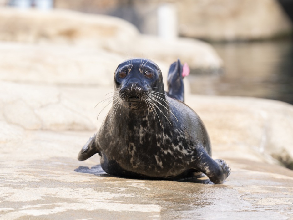 seal on rock