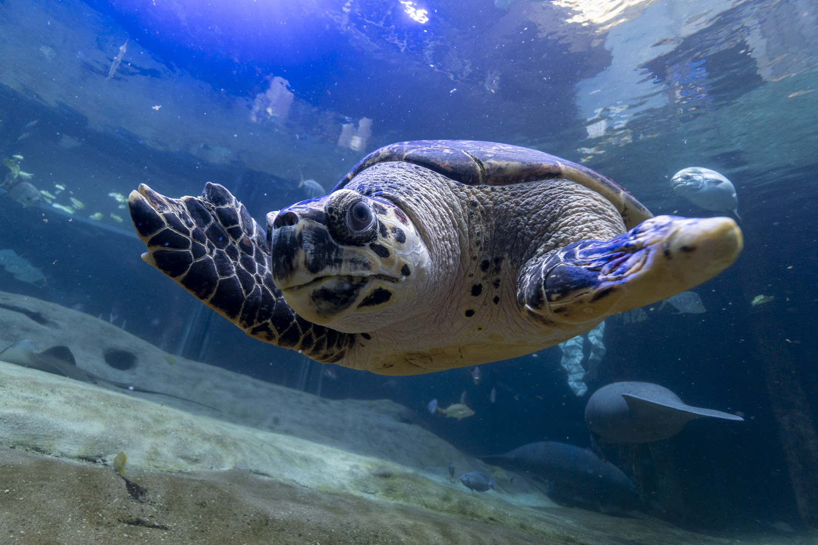 turtle in water