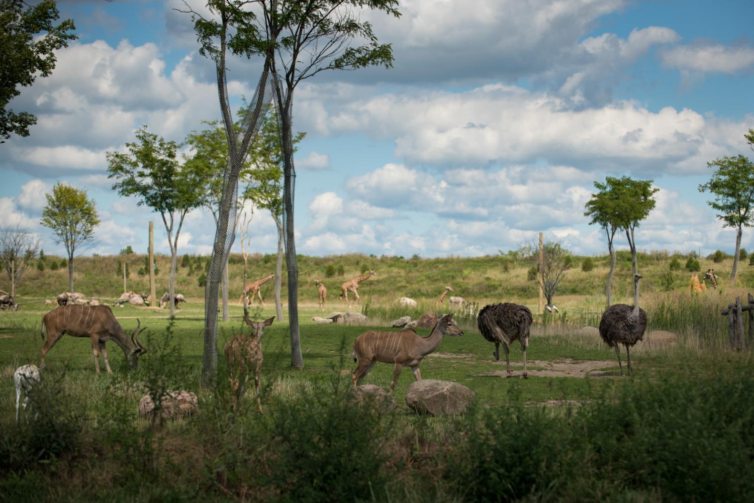 animals in savanna