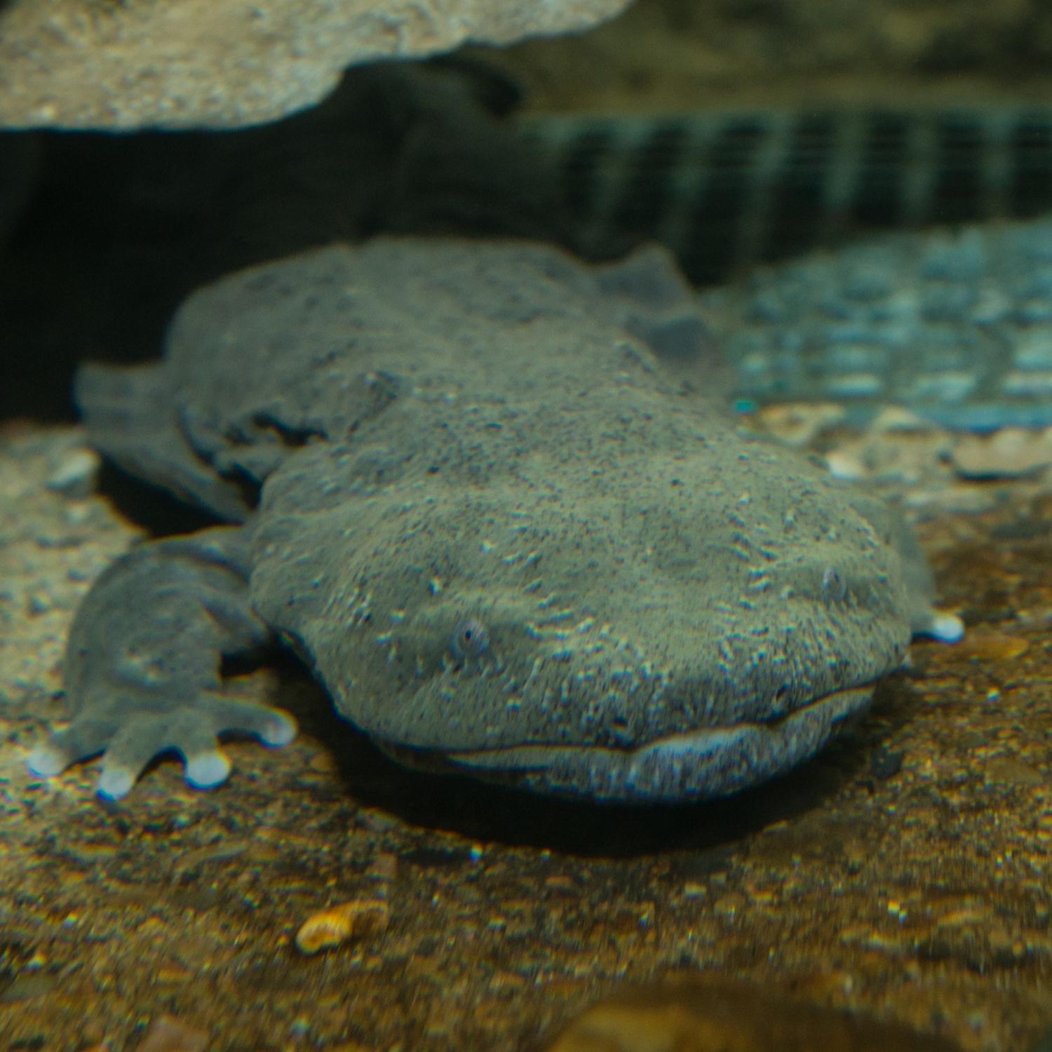 hellbender