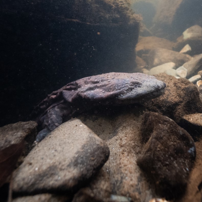 hellbender