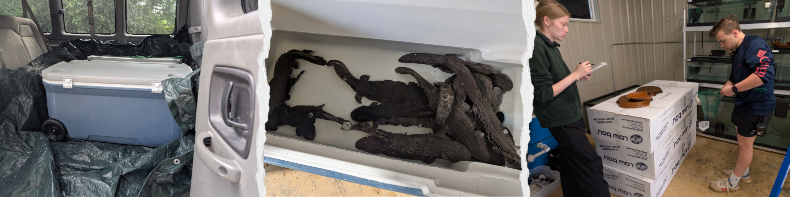 collage of photos from a hellbender release