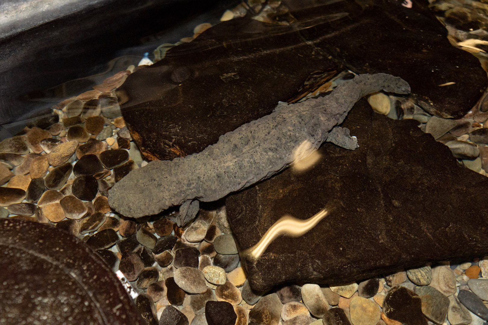hellbender in water