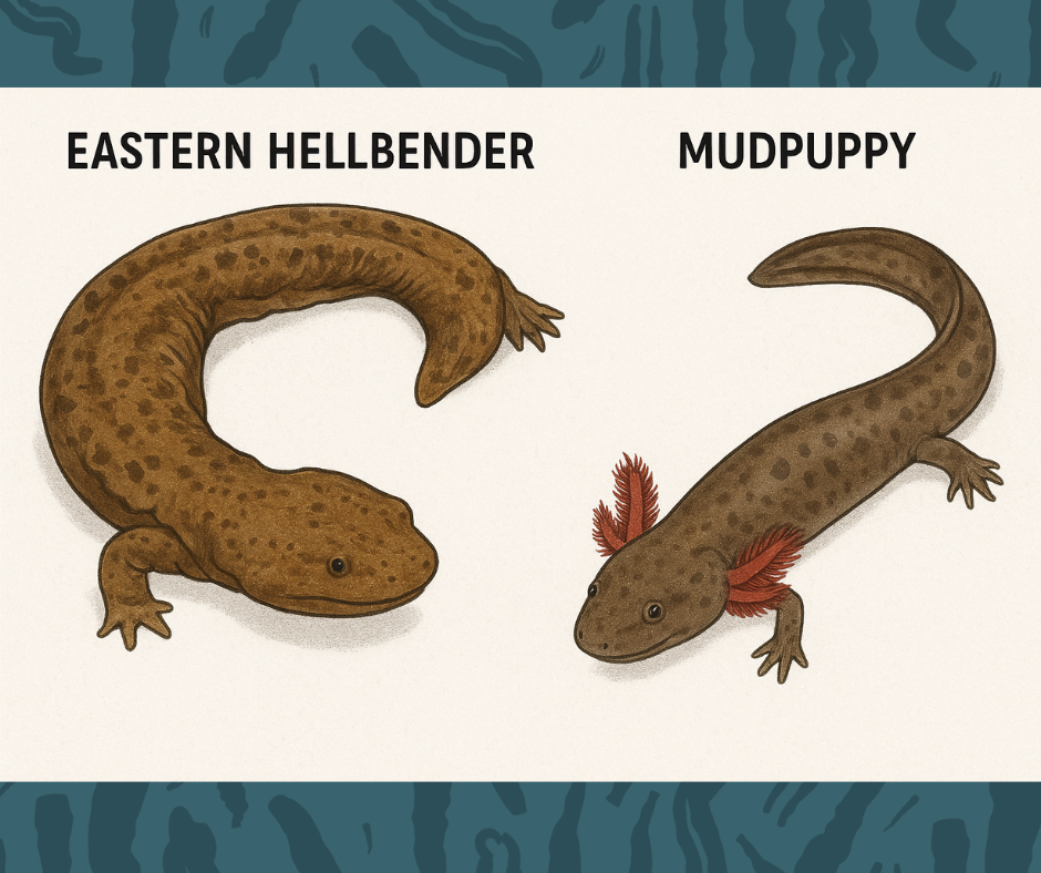 hellbender vs. mudpuppy comparison graphic